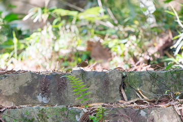 お寺の石段で巣作りの巣材を集める可愛いヤブサメ（ウグイス科）のペア。
日本国東京都八王子市、八王子城跡にて。
2024年5月撮影。
A pair of lovely Short-tailed Bush Warbler (Urosphena squameiceps) gathering nesting material on the stone steps of a temple.
