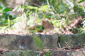 お寺の石段で巣作りの巣材を集める可愛いヤブサメ（ウグイス科）のペア。
日本国東京都八王子市、八王子城跡にて。
2024年5月撮影。
A pair of lovely Short-tailed Bush Warbler (Urosphena squameiceps) gathering nesting material on the stone steps of a temple.
