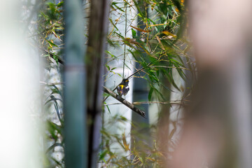新緑の林で美しくさえずる可愛いキビタキ（ヒタキ科）。
日本国東京都八王子市、八王子城跡にて。
2024年5月撮影。
A lovely Narcissus Flycatcher, (Ficedula narcissina, family Cyanopterygidae) singing beautifully in in the fresh greenery woods.
