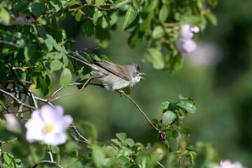 A male common whitethroat or greater whitethroat (Curruca communis) in breeding plumage sings in a...