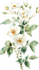 Obraz premium painting watercolor flower background illustration floral nature. White rosehip flowers flower background for greeting cards weddings or birthdays. Copy space. 