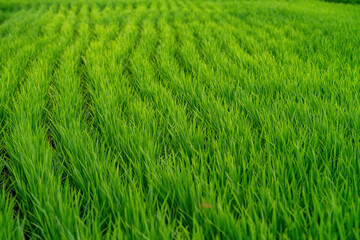 View of the verdant paddy field in close-up during the planting season.