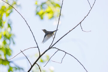 新緑の中、羽虫を捕らえるために飛び立つ（フライキャッチ）可愛いキビタキ（ヒタキ科）。
日本国東京都八王子市、八王子城跡にて。
2024年5月撮影。
A lovely little Narcissus Flycatcher, (Ficedula narcissina, family Cyanopterygidae) takes off (fly-catches) to catch a winged 