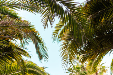 Fototapeta premium Tropical palm tree branches with green leaves on background blue sky at sunny day. Summer vibes, exotic beach, vacation, nature, travel concept. Low angle view.