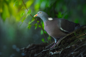 Wood Pigeon