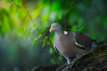 Wood Pigeon