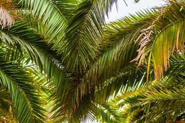 Fototapeta premium Palm tree branches with green leaves on background sky. Summer vibes, exotic beach, vacation,tropical nature, travel concept. Low angle view.