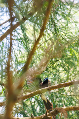 新緑の林の奥で飛ぶ羽虫をフライキャッチする、長い尻尾の美しいサンコウチョウ（カササギヒタキ科）。
日本国東京都八王子市、八王子城跡にて。
2024年5月撮影。
A beautiful Japanese Paradise Flycatcher (Terpsiphone atrocaudata) with a long tail fly-catching winged insects flying d