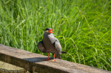 oiseau 1