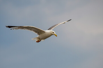 seagull flying in the sky