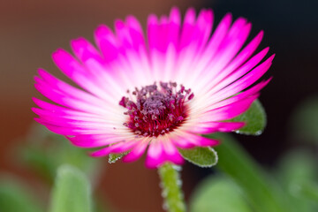 Bright Pink Mesembryanthemum flower in full bloom. A vibrant pretty daisy like flower