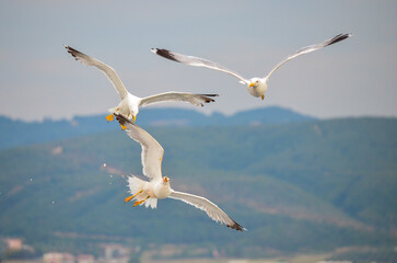 seagull flying in the sky and trying to catch food