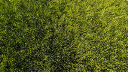 green grass growing in the water view from a drone