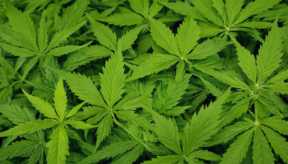 Detailed close-up view of a cluster of lush green leaves