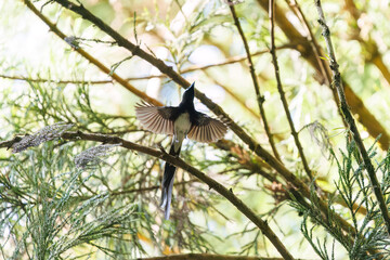 新緑の林の奥で飛ぶ羽虫をフライキャッチする、長い尻尾の美しいサンコウチョウ（カササギヒタキ科）。
日本国東京都八王子市、八王子城跡にて。
2024年5月撮影。
A beautiful Japanese Paradise Flycatcher (Terpsiphone atrocaudata) with a long tail fly-catching winged insects flying d