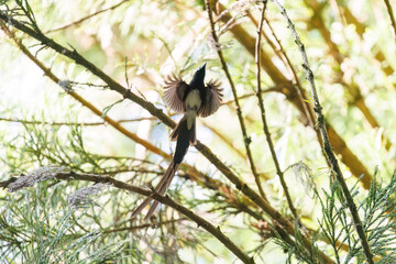 新緑の林の奥で飛ぶ羽虫をフライキャッチする、長い尻尾の美しいサンコウチョウ（カササギヒタキ科）。
日本国東京都八王子市、八王子城跡にて。
2024年5月撮影。
A beautiful Japanese Paradise Flycatcher (Terpsiphone atrocaudata) with a long tail fly-catching winged insects flying d