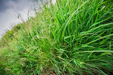 Green grassland on a cloudy day, close-up
