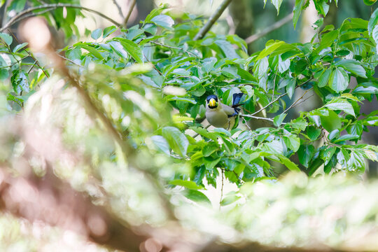 新緑の中、餌を探して飛び立つ可愛いイカル（ヒタキ科）。
新緑の中、餌を探して飛び立つ可愛いイカル（ヒタキ科）。
A lovely Japanese Grosbeak (Eophona personata) takes flight in the fresh greenery.
