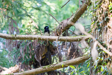新緑の林の奥で美しくさえずる、長い尻尾の美しいサンコウチョウ（カササギヒタキ科）。
日本国東京都八王子市、八王子城跡にて。
2024年5月撮影。
A beautiful Japanese Paradise Flycatcher (Terpsiphone atrocaudata) with a long tail chirps beautifully in the depths of a fresh