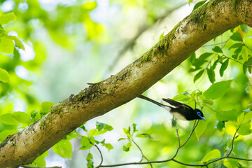 新緑の林の奥で飛ぶ羽虫をフライキャッチする、長い尻尾の美しいサンコウチョウ（カササギヒタキ科）。
日本国東京都八王子市、八王子城跡にて。
2024年5月撮影。
A beautiful Japanese Paradise Flycatcher (Terpsiphone atrocaudata) with a long tail fly-catching winged insects flying d