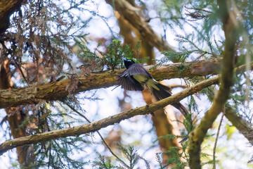 新緑の林の奥で飛ぶ羽虫をフライキャッチする、長い尻尾の美しいサンコウチョウ（カササギヒタキ科）。
日本国東京都八王子市、八王子城跡にて。
2024年5月撮影。
A beautiful Japanese Paradise Flycatcher (Terpsiphone atrocaudata) with a long tail fly-catching winged insects flying d