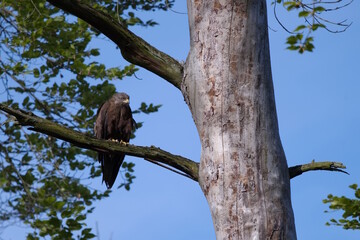 wachsamer Raubvogel