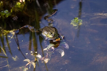 schwimmender Frosch
