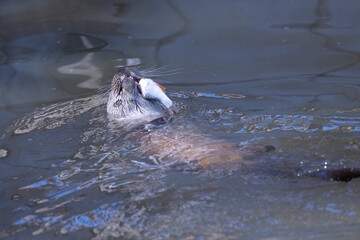 Otter beim Fisch futtern