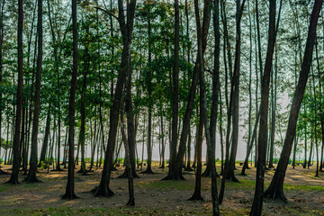 Trees lined up in the forest It is a pine tree that grows in a national park by the sea. It is naturally beautiful.