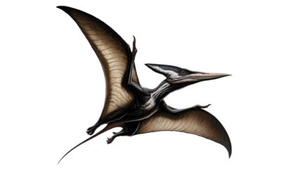Pteranodon, a prehistoric flying reptile, soaring with its wings fully extended on a transparent background