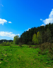 Wild, green meadow in forest. Kashubia Poland.