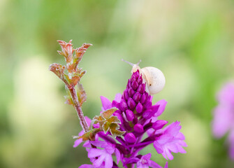 Escargot sur une fleur