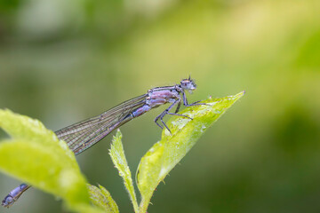 Libellule