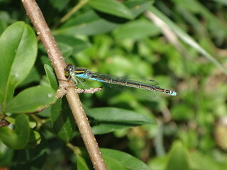 Scarce blue-tailed damselfly (Ischnura pumilio), also known as small bluetail, male resting on a twig