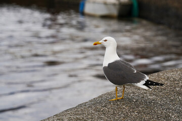 A seagull next to a lake