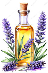 Lavender oil. Watercolor style.