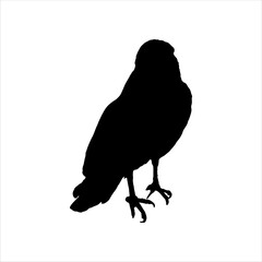 Hawk silhouette isolated on white background. Hawk icon vector illustration design.