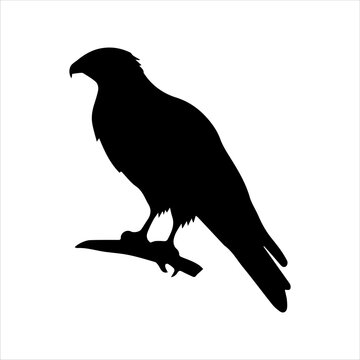 recommend clip art: Hawk branch silhouette isolated on white background. Hawk sitting icon vector illustration design.