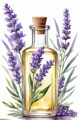 Lavender oil. Watercolor style.