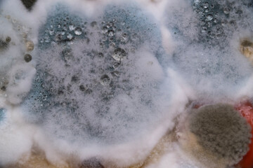 Mold and bacteria in cookware