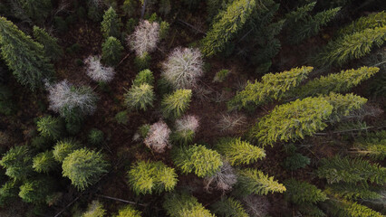 coniferous forest view from a drone from above