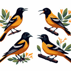 Fototapeta premium Set of oriole bird, Oriole bird sitting on tree branches, vector art. 