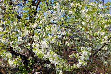 Apple tree blossom