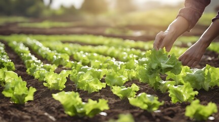 A woman farmer grows organic lettuce. Backdrop with selective focus. generative.ai