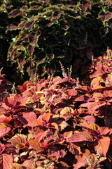 Bright red and green leaves and flowers growing in the sunny summer meadow