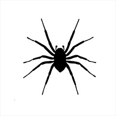 Cute spider silhouette isolated on white background. Spider icon vector illustration design.