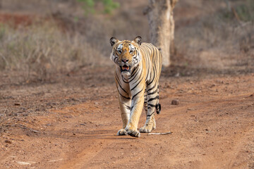 The Bengal tiger from Indian forests