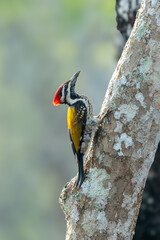 The black-rumped flameback (Dinopium benghalense)