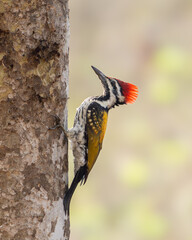 The black-rumped flameback (Dinopium benghalense)