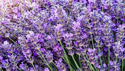 Obraz premium many lavender flowers, full screen texture close-up, wallpaper texture